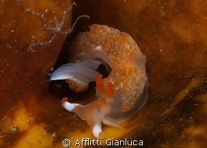 facelinidae Godiva sp by Afflitti Gianluca 